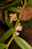 Trichoglottis cirrhifera Lillexpo 101011 (31)