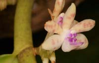Trichoglottis cirrhifera Lillexpo 101011 (32)