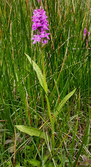 Dactylorhiza majalis