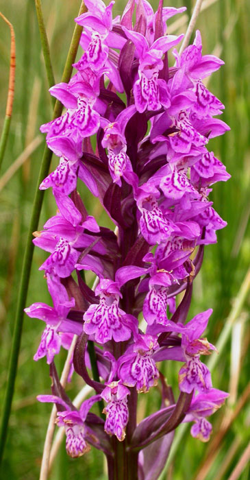 Dactylorhiza majalis