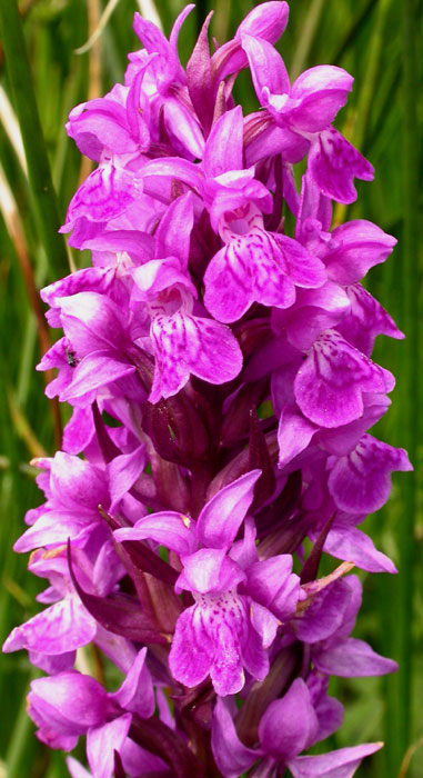 Dactylorhiza majalis