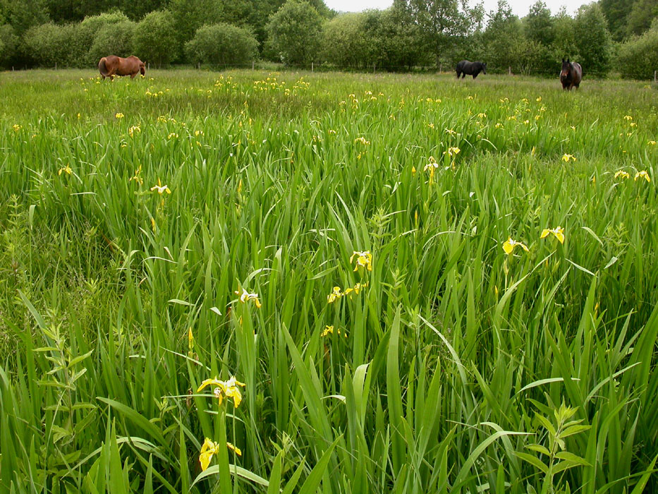 Iris pseudacorus