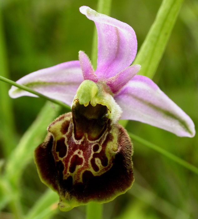 Ophrys fuci-flora