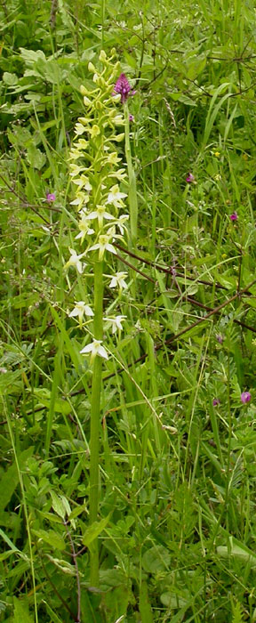 Platanthera bifolia