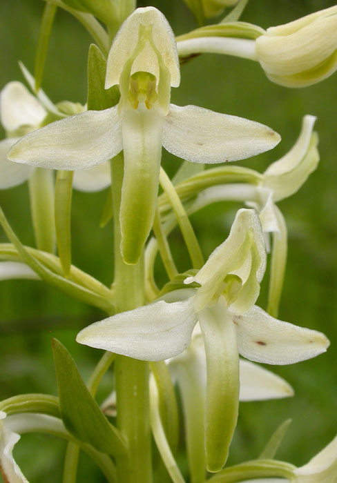 Platanthera bifolia