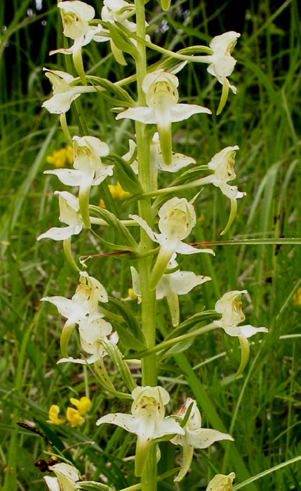 Platanthera chlorantha