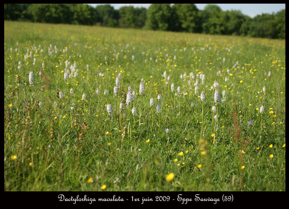 100 Dactylorhiza-maculata-Eppe-Sauvage-010609-(84)