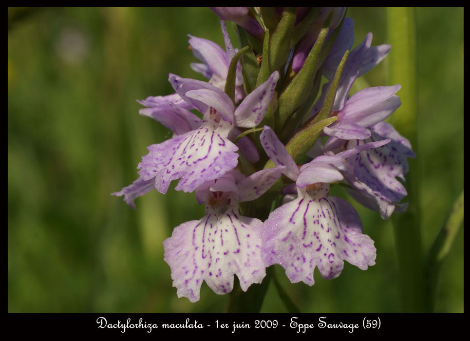 101 Dactylorhiza-maculata-Eppe-Sauvage-010609-(120)