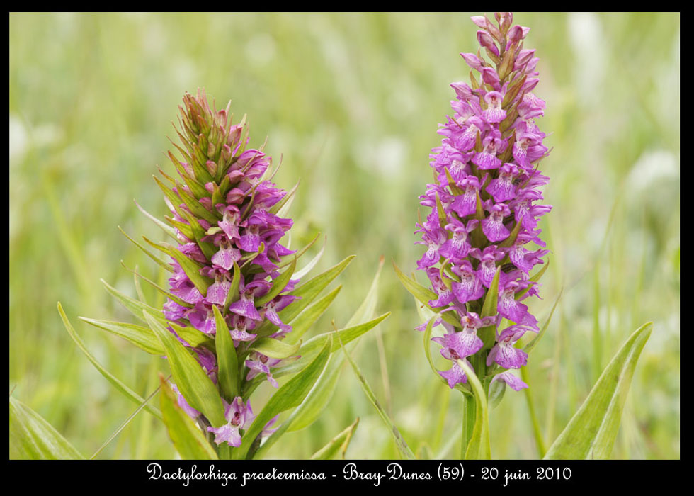 105 Dactylorhiza praetermissa3