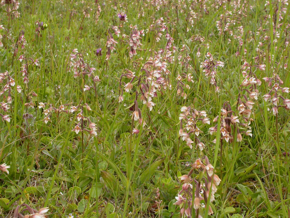 110 Epipactis-palustris-Bray-Du