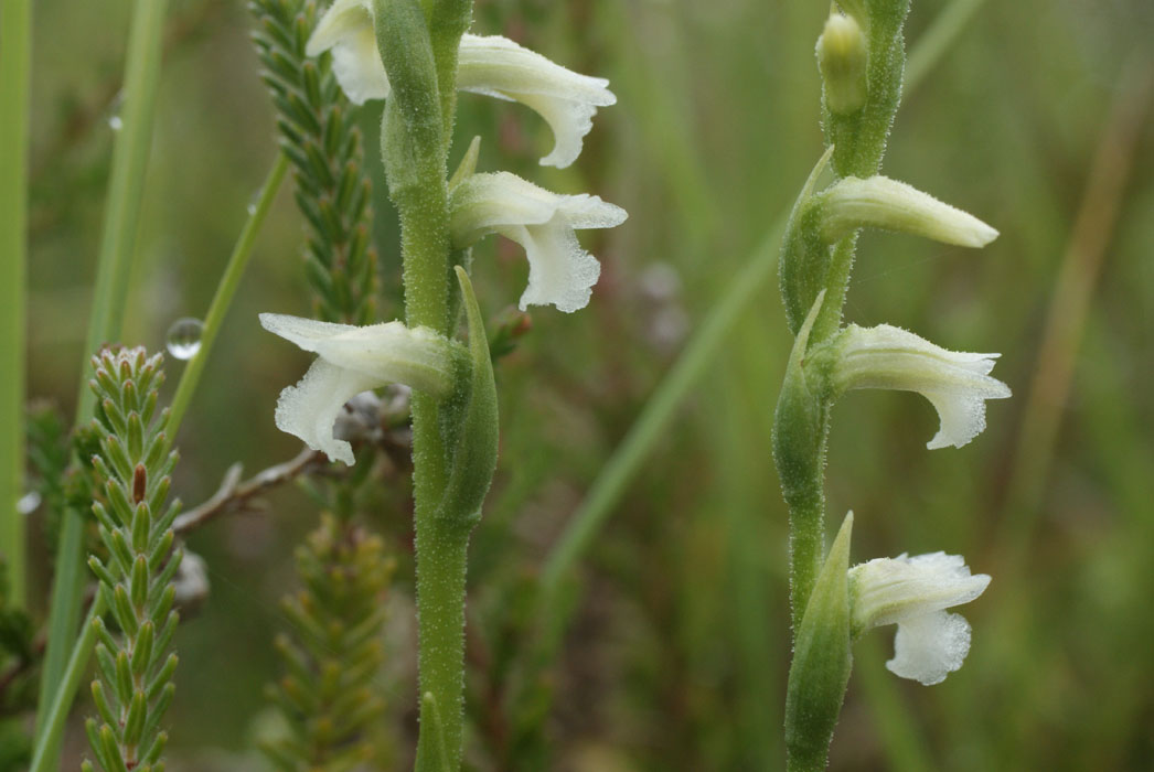 119 Spiranthes aestivalis Lessay 130709 (33)