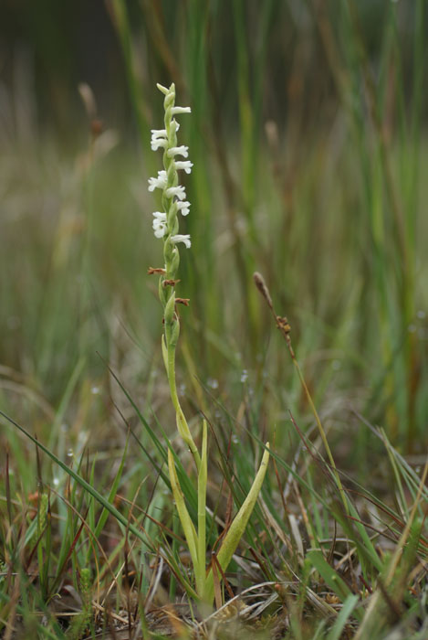 120 Spiranthes aestivalis Lessay 130709 (53)