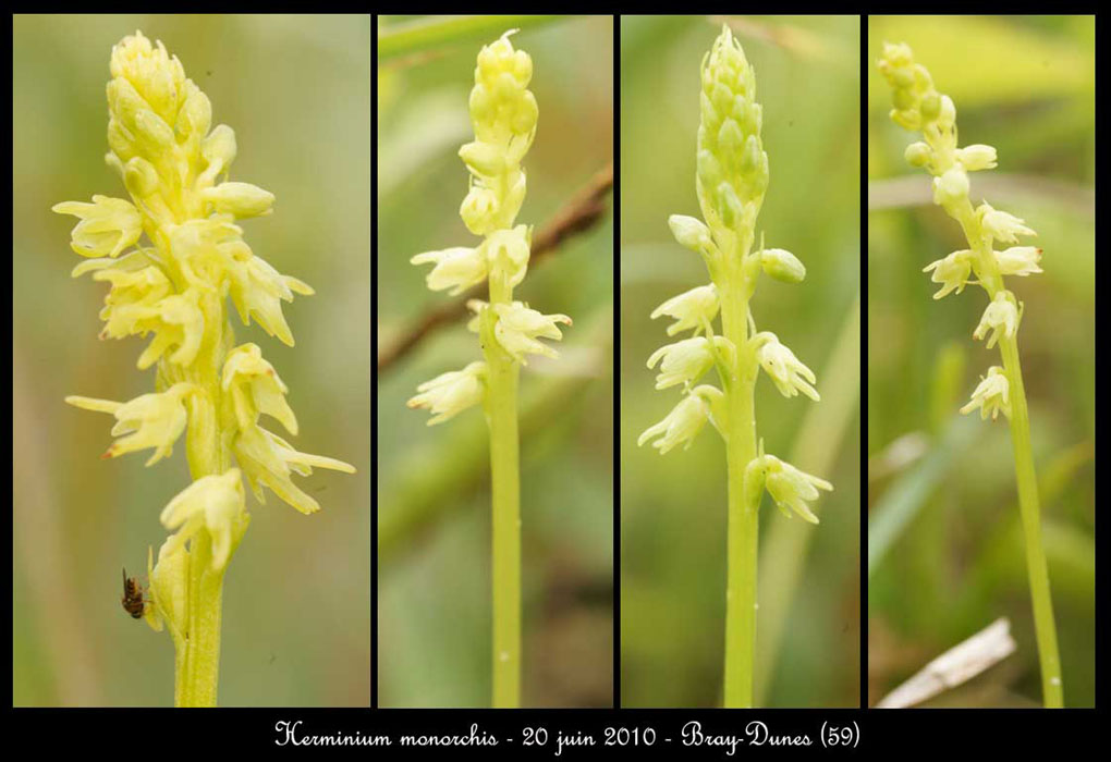 121Herminium monorchis3