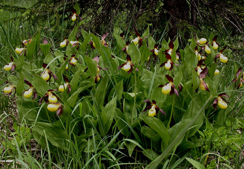 124Cypripedium-calceolus13