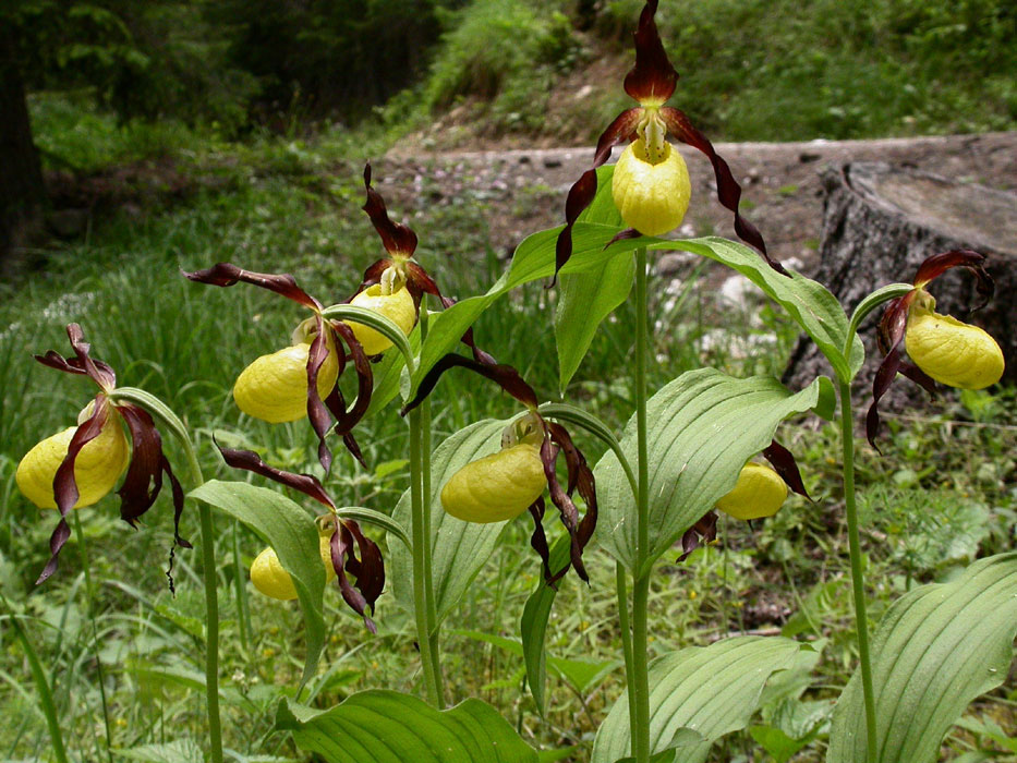 124Cypripedium-calceolus5