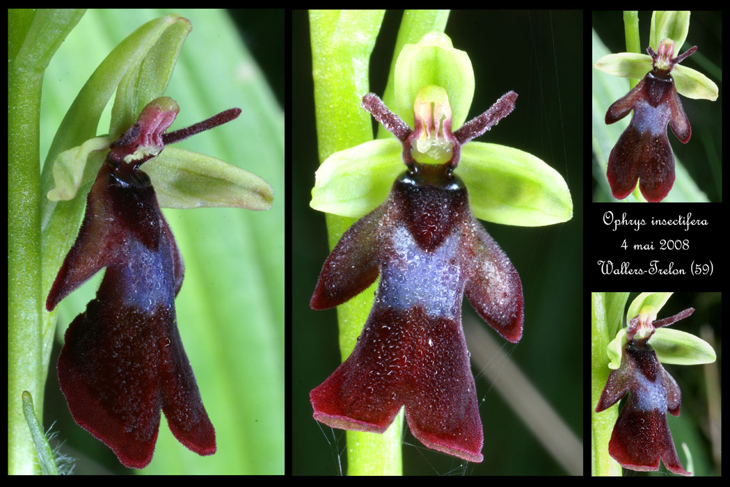 13 Ophrys insectifera