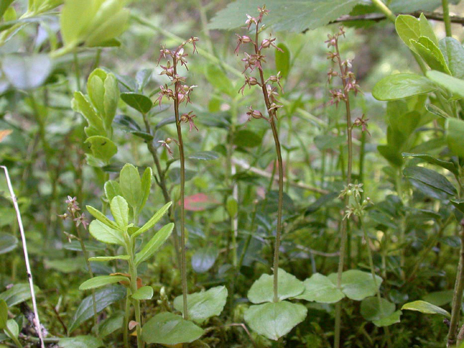 134Listera-cordata-3-Rosiere-2