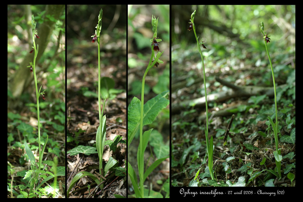 14 Ophrys insectifera3r