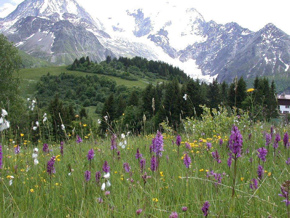 140Dactylorhiza-savogi
