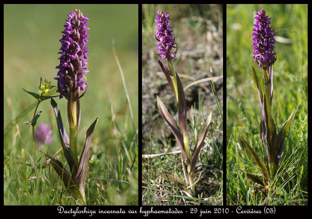 141 Dactylorhiza incarnata var hyphaematodes