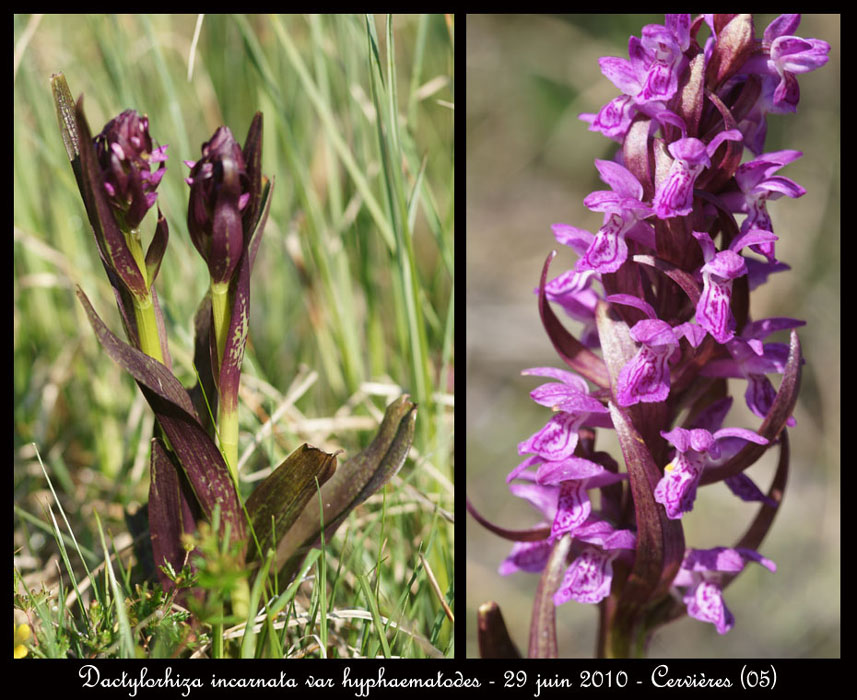 141 Dactylorhiza incarnata var hyphaematodes2