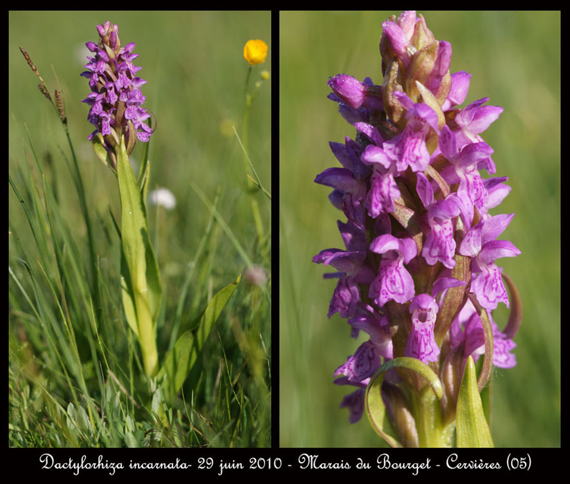141 a Dactylorhiza incarnata