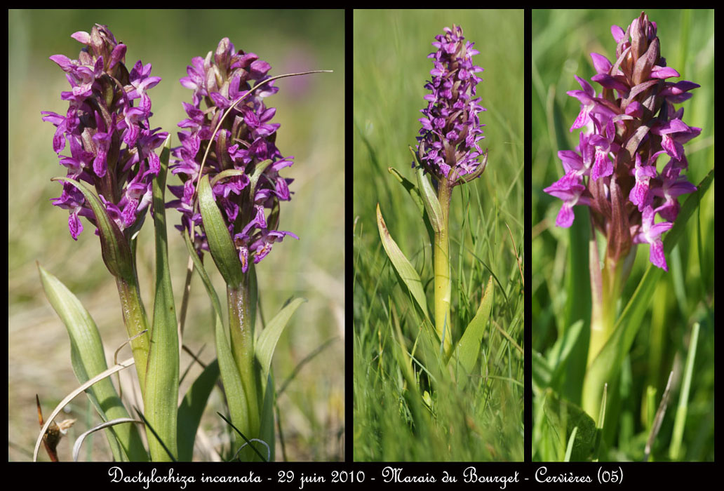 141 a Dactylorhiza incarnata2