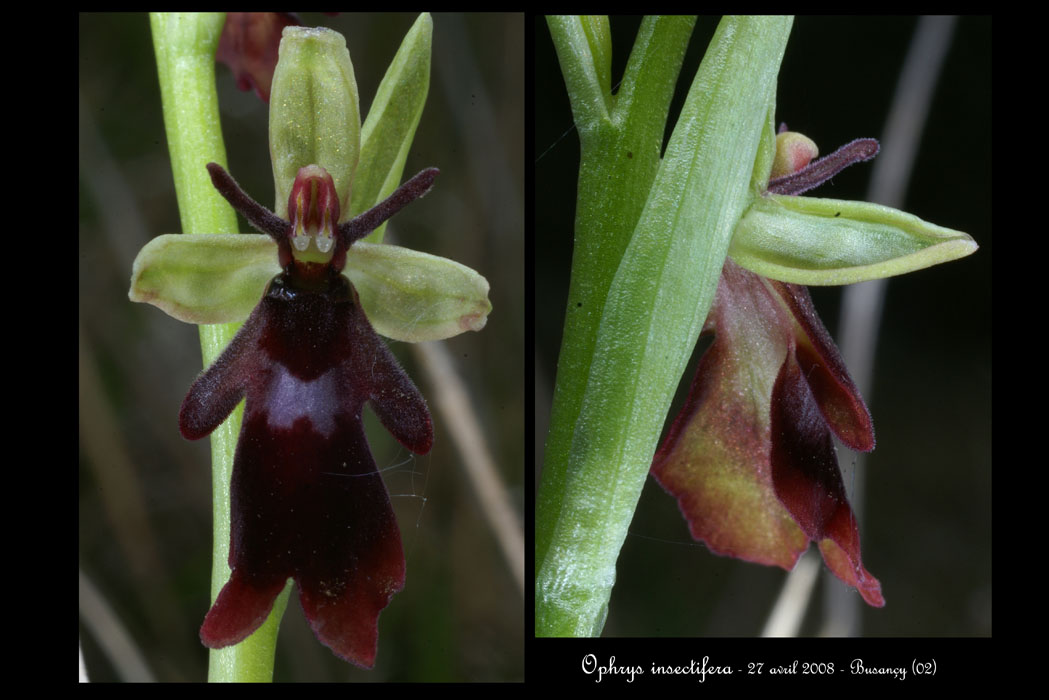 15 Ophrys insectifera2r