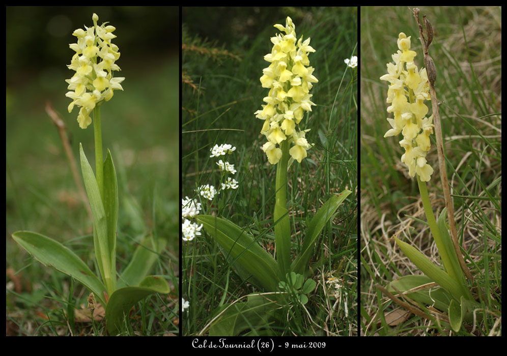 150Orchis-pallens3