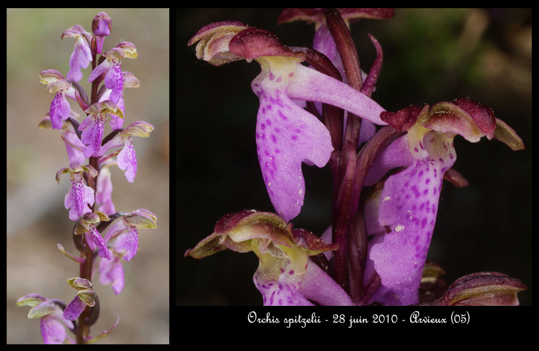 151Orchis-spitzelii