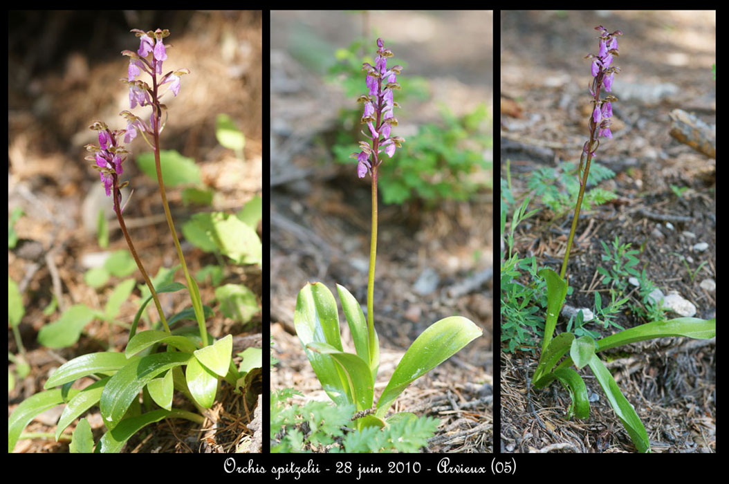 151Orchis-spitzelii2