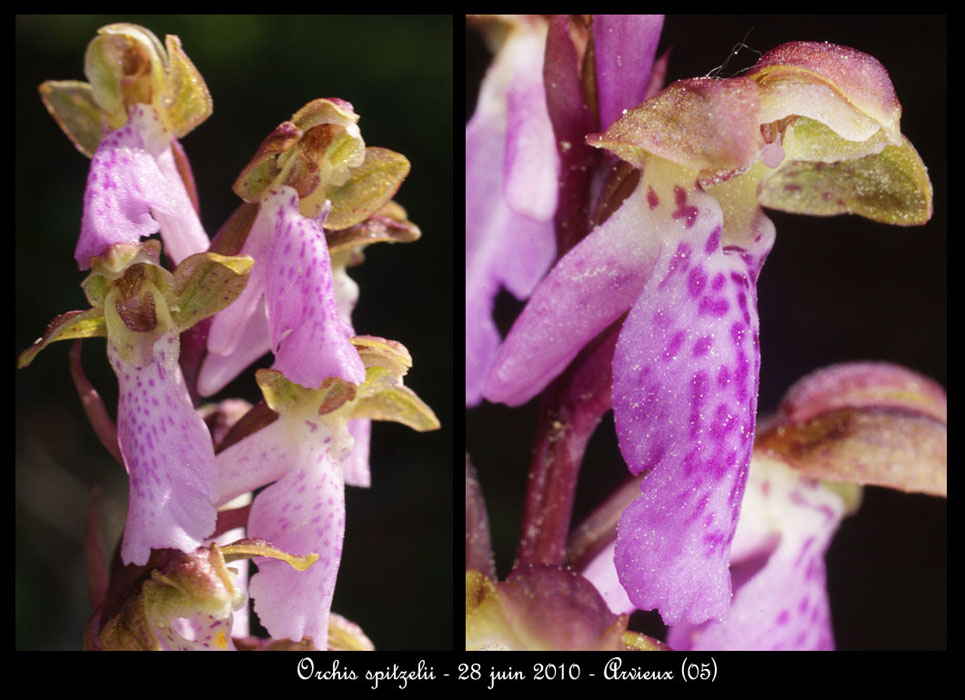 151Orchis-spitzelii3