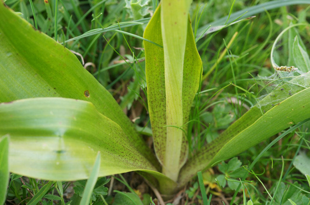 152Orchis-ovalis-Ristolas-Bouchouse-010710-(162)