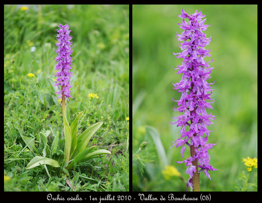 152aOrchis-ovalis-Ristolas-Bouchouse-010710-(162)
