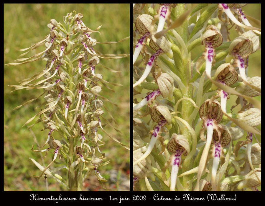 51 Himantoglossum-hircinum-Nismes-010609-(117)