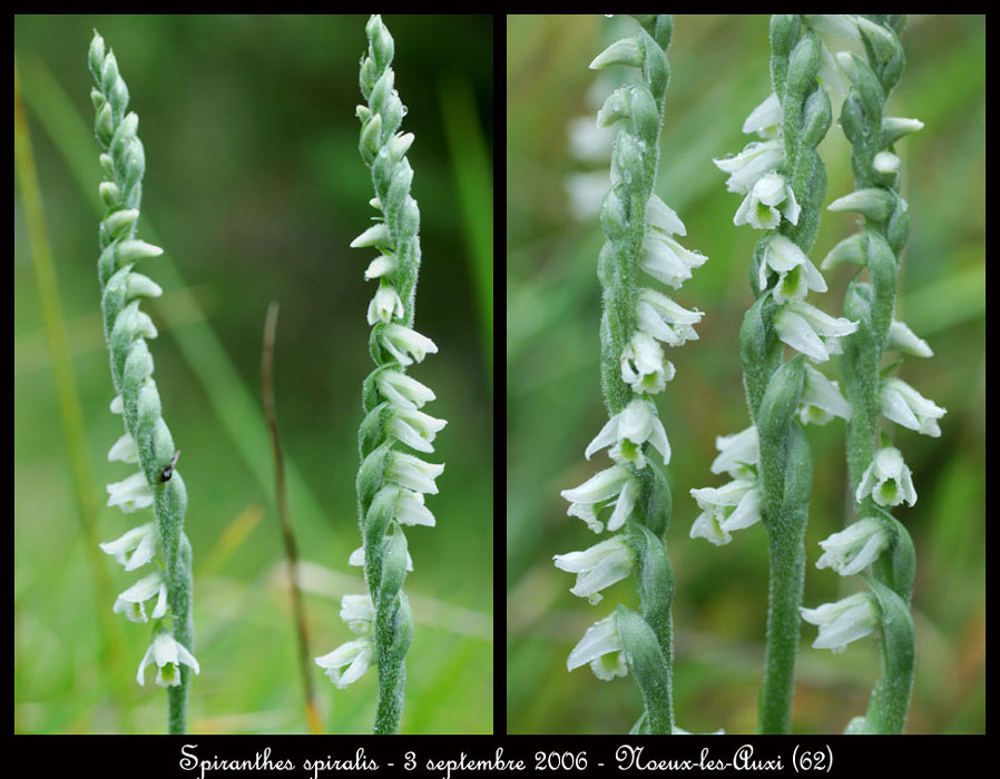 68-Spiranthes-spiralis