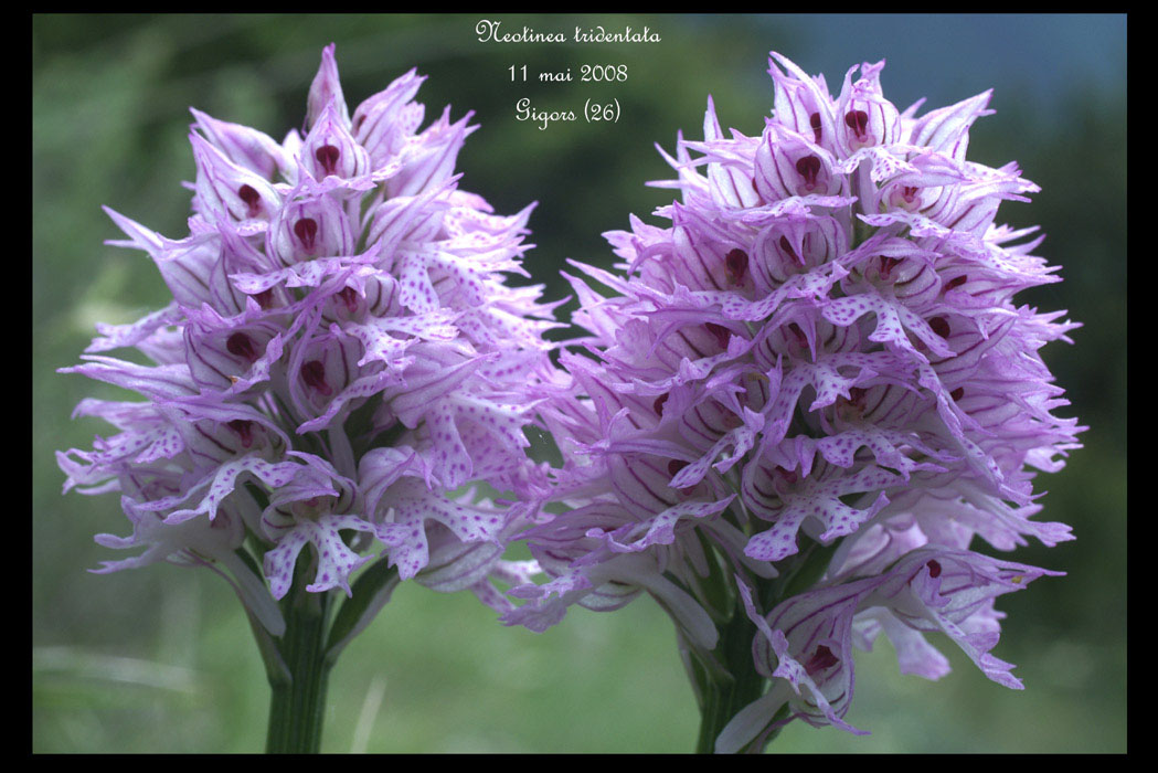 77 Neotinea tridentata