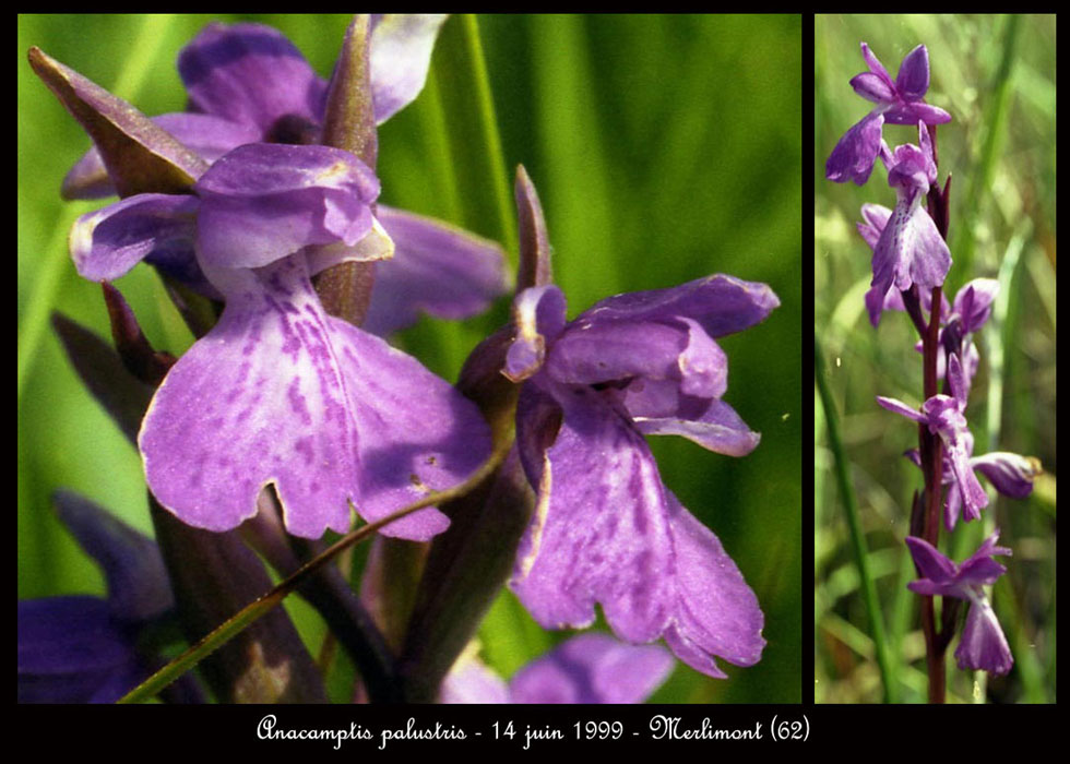 88 Anacamptis-palustris