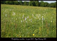 100 Dactylorhiza-maculata-Eppe-Sauvage-010609-(84)