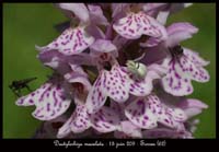 102 Dactylorhiza-maculata-Sorrus-150609-(28)