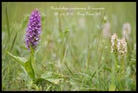 103 Dactylorhiza praetermissa & incarnata