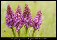 104 Dactylorhiza praetermissa