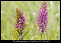 105 Dactylorhiza praetermissa3