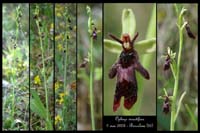 12 Ophrys insectifera66