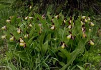 124Cypripedium-calceolus13