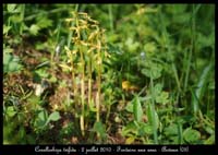 125Corallorhiza trifida