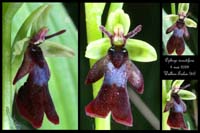 13 Ophrys insectifera