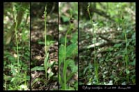 14 Ophrys insectifera3r