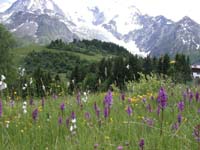 140Dactylorhiza-savogi