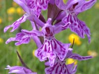 140Dactylorhiza-savogiensis